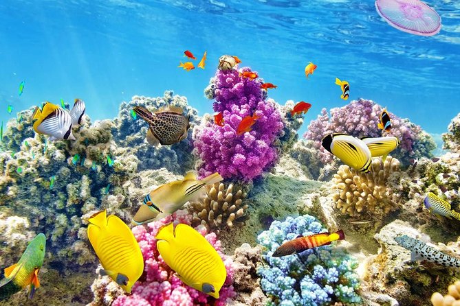 24 Hours Private Boat Snorkeling sea trip and Fishing With equipment - Hurghada - From hotel pickup to the dock: how the logistics work
