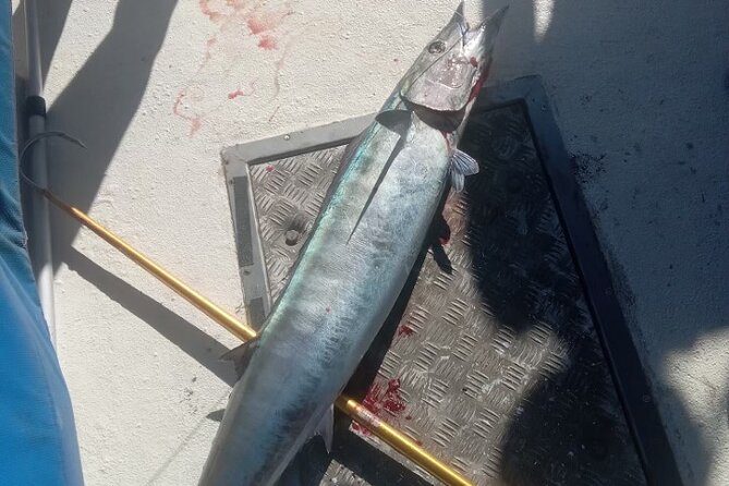 3-Hour Fishing Trip in Waikiki - Wildlife spotting: turtles, dolphins, and whales in certain seasons