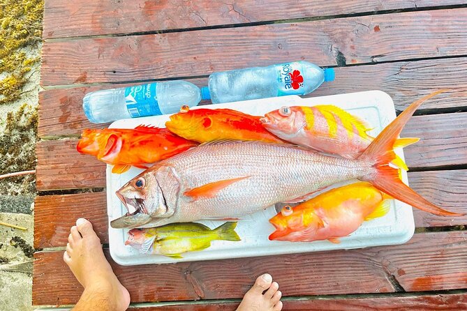 4 Hour Ariki Fishing Activity in Moorea - Bird Watching and Fish Scanning: The Part People Usually Underestimate