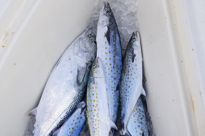 4-hour Fishing Adventure at Belleair Causeway - The Boat Ramp Plan: Where You Go, What You Don’t