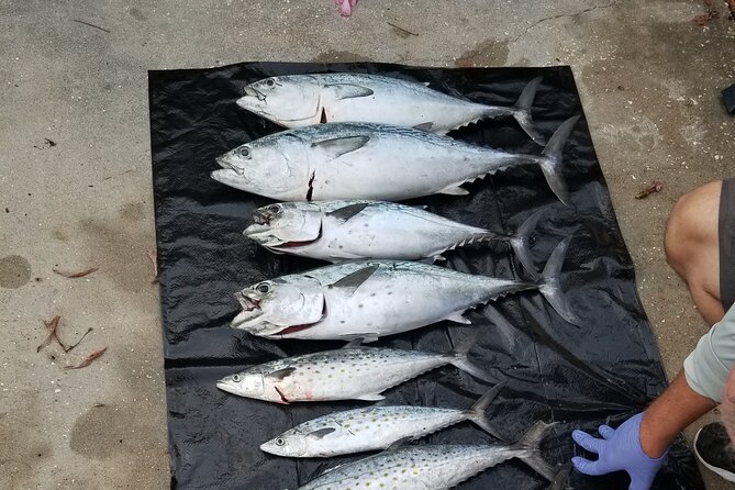 4-hour Fishing Adventure at Belleair Causeway - How the Trip Feels: Quick Start, Then Stay on the Fish