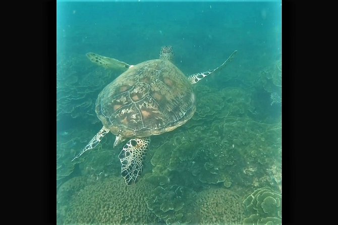 4H Snorkeling and Fishing Cruise on Magnetic Island - Florence Bay and Arthur Bay snorkeling you can actually enjoy