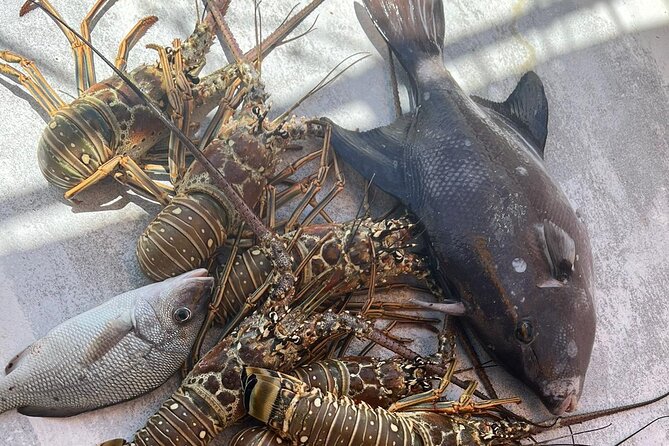 4HR-Halfday Private Fishing Tour in Gracebay - Who This Tour Fits Best (And Who Should Rethink It)