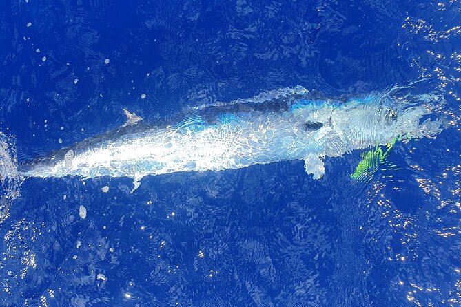 A Day of Big Game Fishing in a small group - Price and value: what $644.97 buys you on Moorea