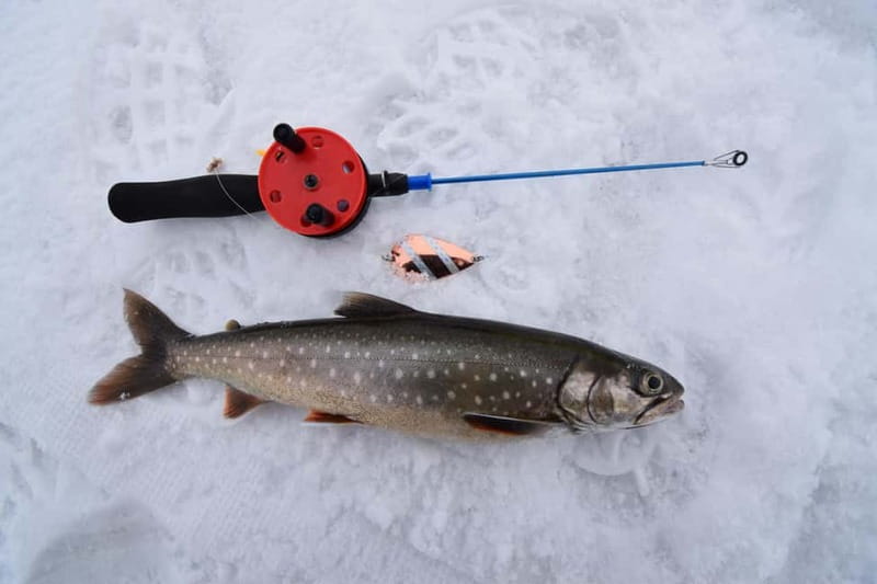 Abisko: Ice Fishing Experience - Your target fish in Abisko: what you can catch, keep, and cook