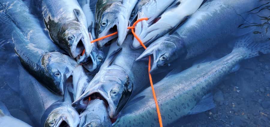 Anchorage: Full-day guided salmon fishing with Hotel Pickup - Vehicle comfort and the one red flag to consider