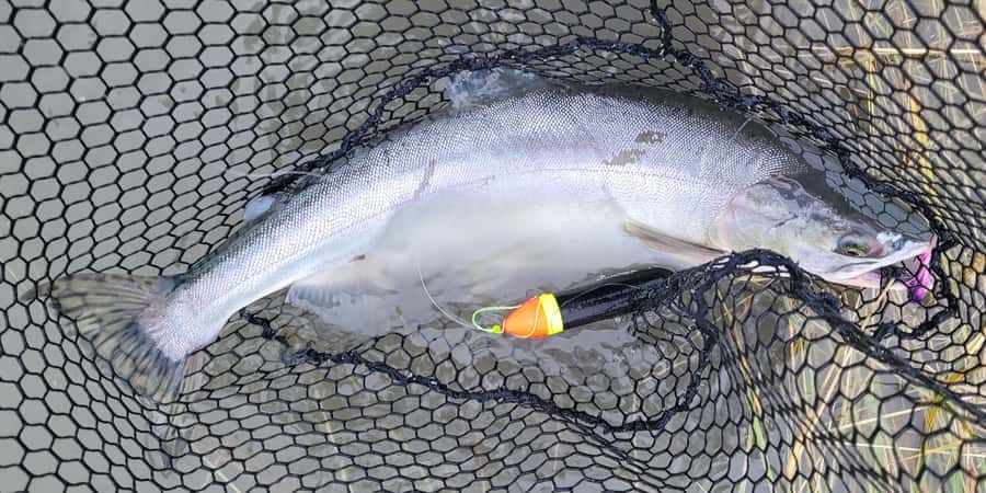 Anchorage: Full-day guided salmon fishing with Hotel Pickup - What’s included (and why that’s a big deal at $409)