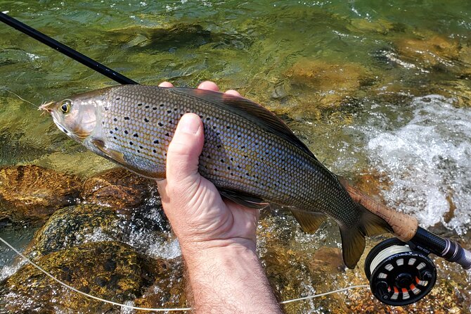 Anchorage Guided Fly-fishing with transportation - Catch-and-Release That Still Feels Like a Win