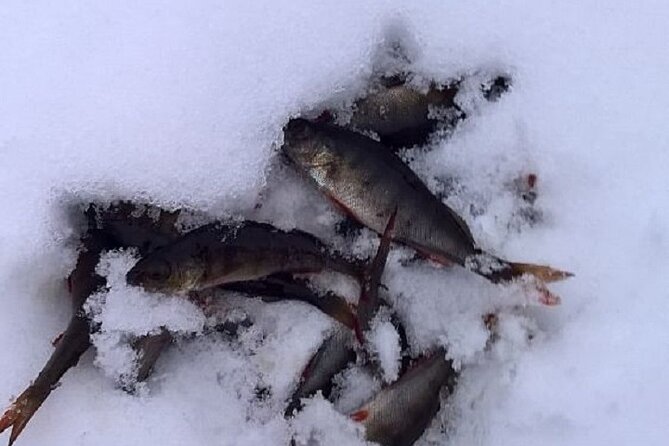 Arctic Day with Ice Fishing and Floating - Snowshoeing: Your Easy Entry Into the Arctic Cold