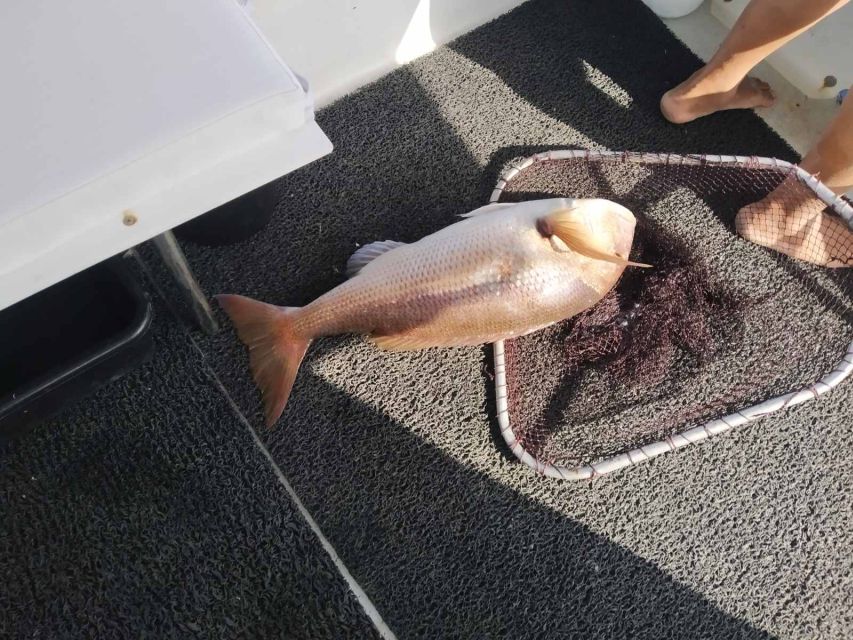 Athens: Fishing Trip Experience on a Boat with Seafood Meal - Swimming stops: the sea break that turns the outing into a memory
