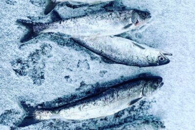 "Aurora Ice" - Ice Fishing & Salmon Dinner Tour - Inside Your Heated Ice Cabin: Warmth, Windows, and a Better Way to Watch