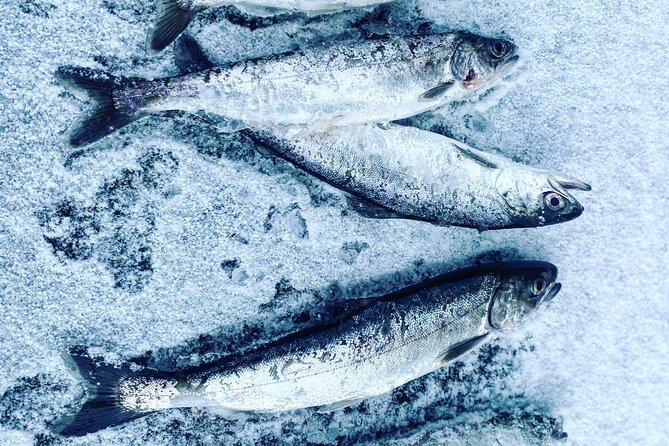 "Aurora Ice" - Ice Fishing & Salmon Dinner Tour - Inside Your Heated Ice Cabin: Warmth, Windows, and a Better Way to Watch