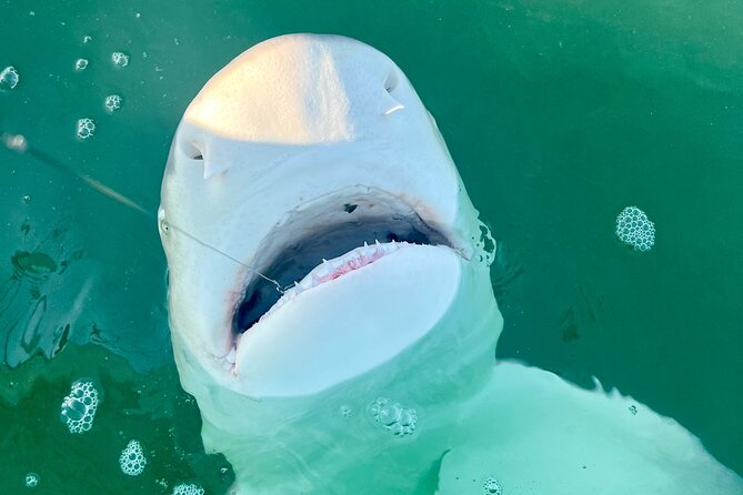 Backcountry Half Day Fishing Key West - Included Gear, Licensing, Water, and Ice (and Why That’s Value)
