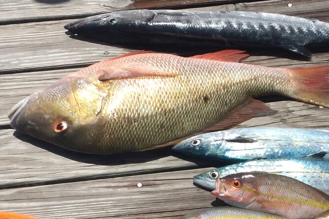 Bahamas Deep Sea Fishing - Seeing Fish Before They’re Caught: Why This Trip Feels Different