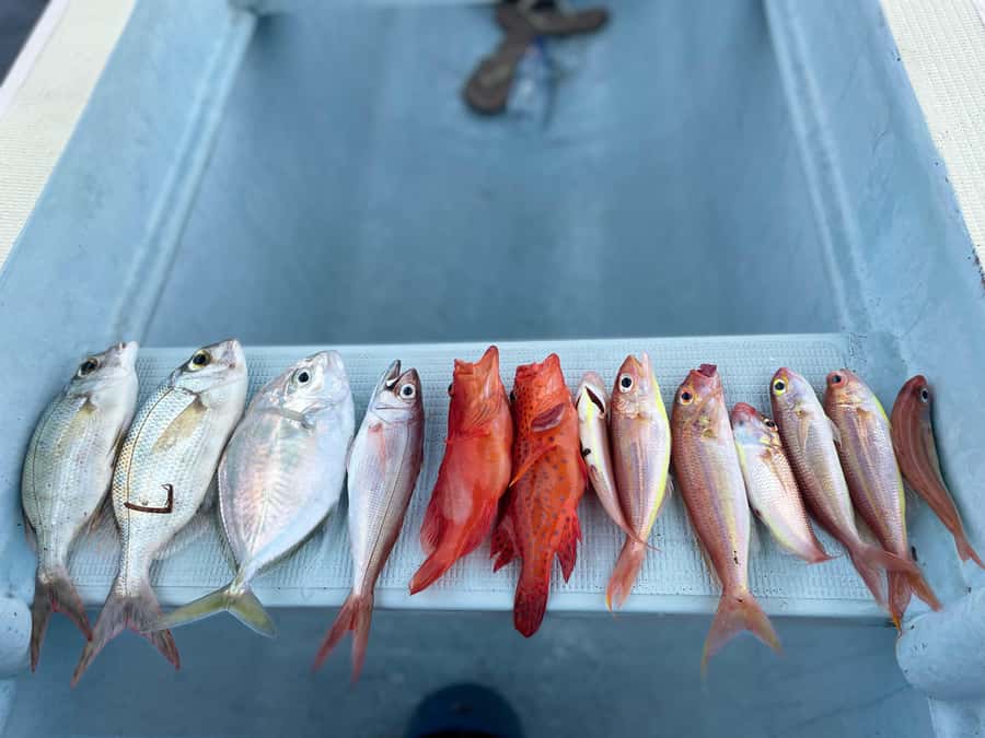 Bali/Lovina: Private Fishing Tour with Snorkeling Option - Quick take: what you’ll likely care about