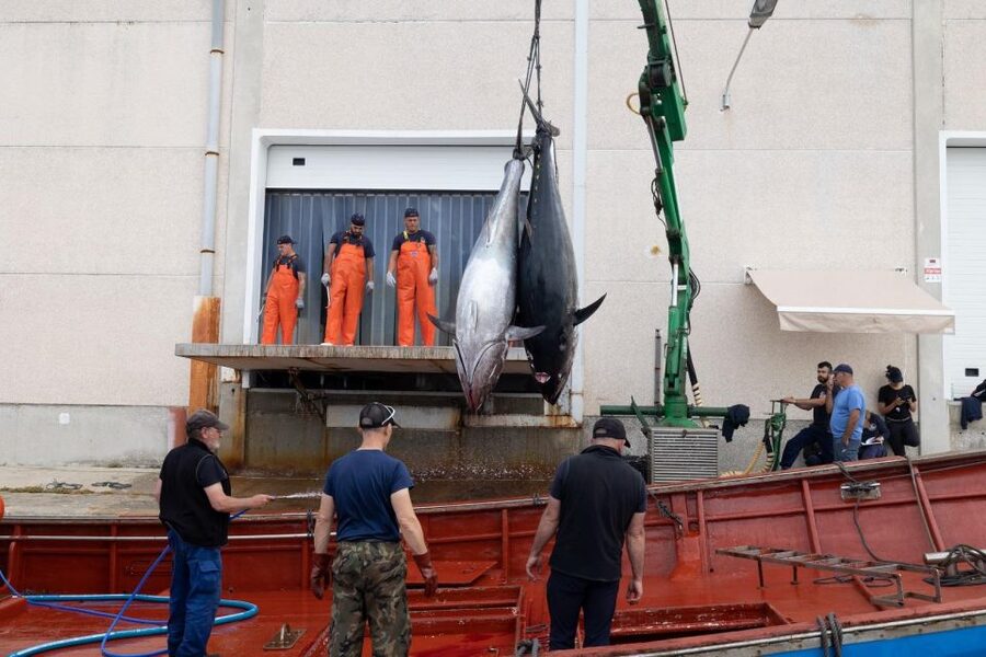 Barbate: Boat Tour to the Almadraba of Conil (Tuna Fishing) - Barbate Port to Conil Almadraba: why this route feels different