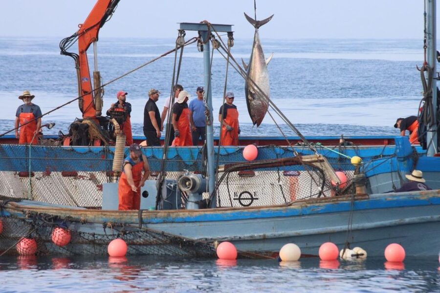 Barbate: Boat Tour to the Almadraba of Conil (Tuna Fishing) - From Japan to Andalusia: Lupara and ikejime explained for quality