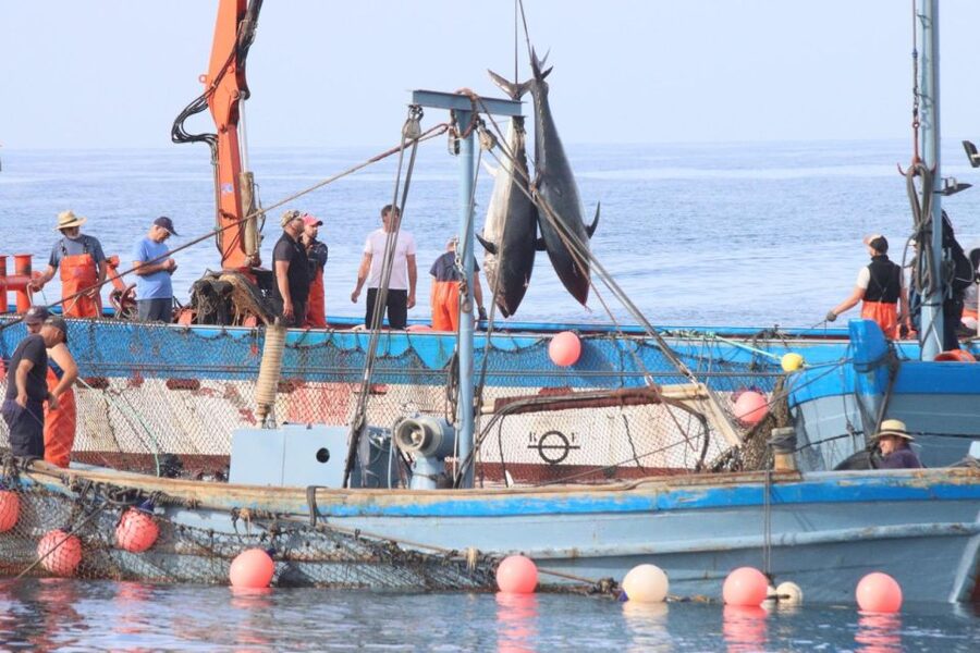 Barbate: Boat Tour to the Almadraba of Conil (Tuna Fishing) - Seeing the catch come ashore: unloading at port