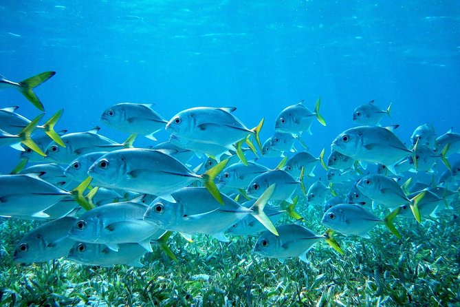 Barrier Reef Snorkel & Fishing Combo - Key things to know before you go