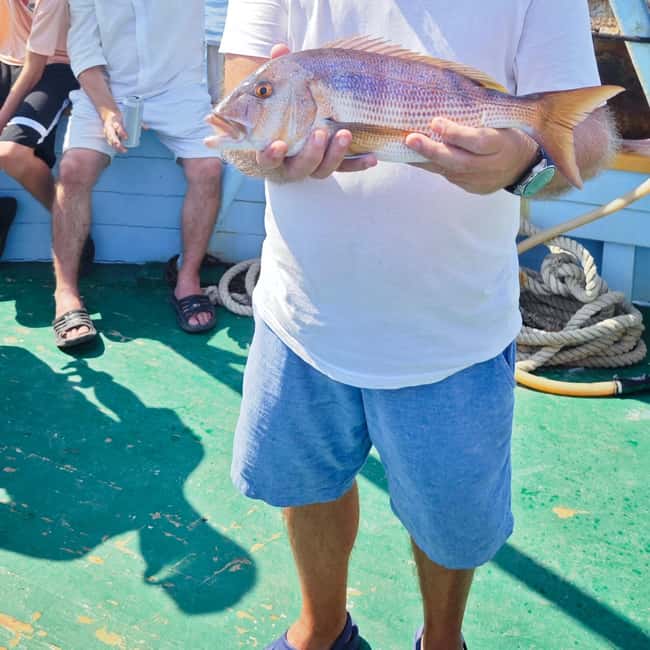 Biograd: Authentic Family friendly Fishing tour in Croatia. - Dolphin watching and marine life: when the timing lines up