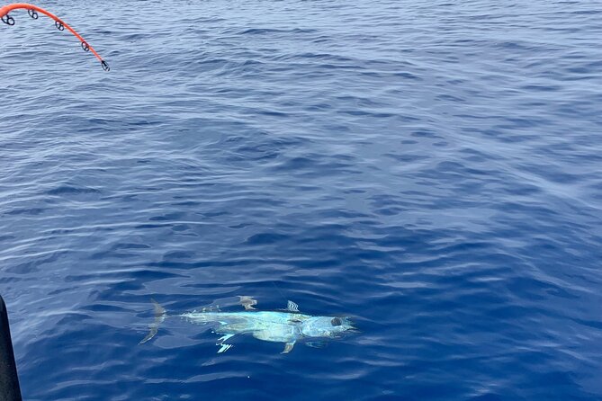 Bluefin Tuna Fishing Charter in the Egadi Islands - Why This Bluefin Tuna Charter Off Trapani Feels More Real