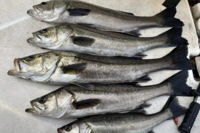 Boat Fishing Activity in Central Tokyo - Catching horse mackerel in Tokyo Bay: what you’re really aiming for