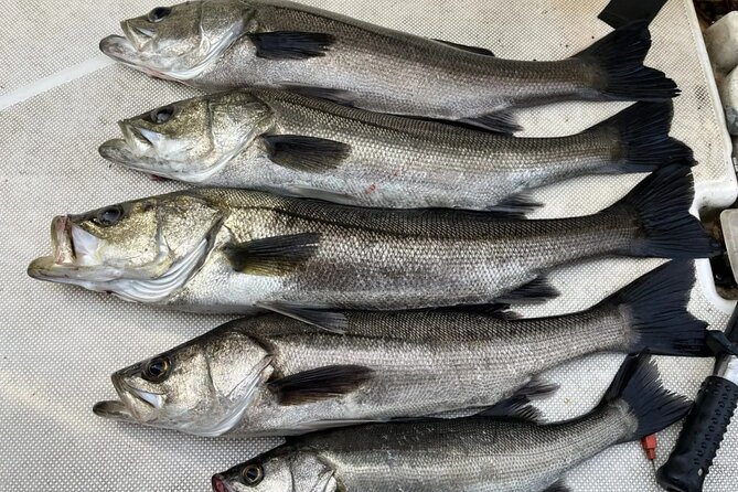 Boat Fishing Activity in Central Tokyo - Catching horse mackerel in Tokyo Bay: what you’re really aiming for