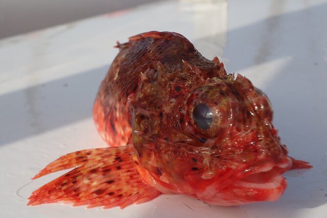 Bottom Fishing Activity from Quarteira - Weather reality: why this trip needs good conditions