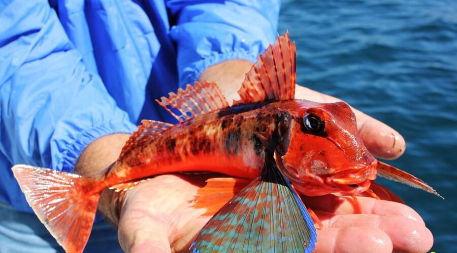 Bottom Fishing Lagos - A simple checklist to get the most from the morning