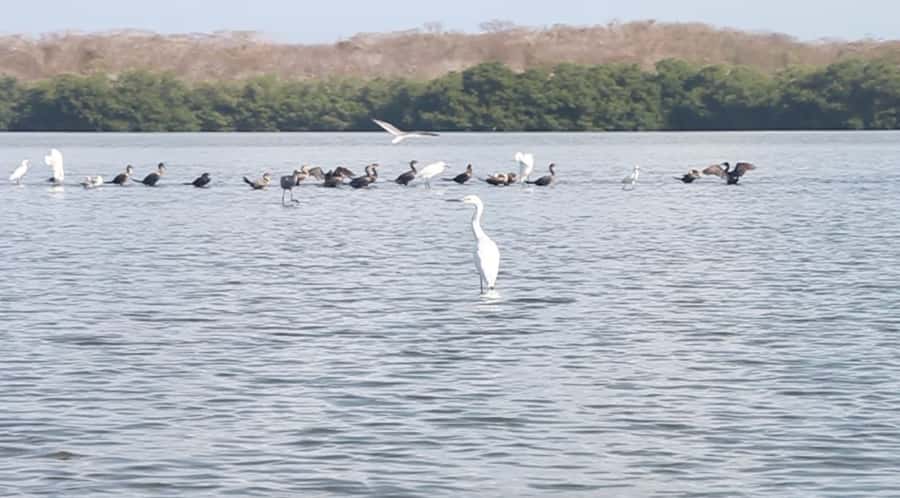 Cartagena Fishing, Crabbing, Birdwatching Experience + Lunch - Key Highlights You’ll Care About