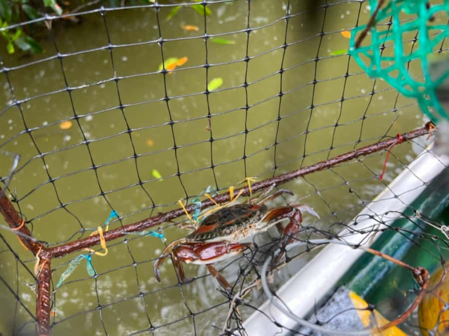 Cartagena Fishing, Crabbing, Birdwatching Experience + Lunch - The Canoe Ride: Mangrove Tunnels and What You Notice First
