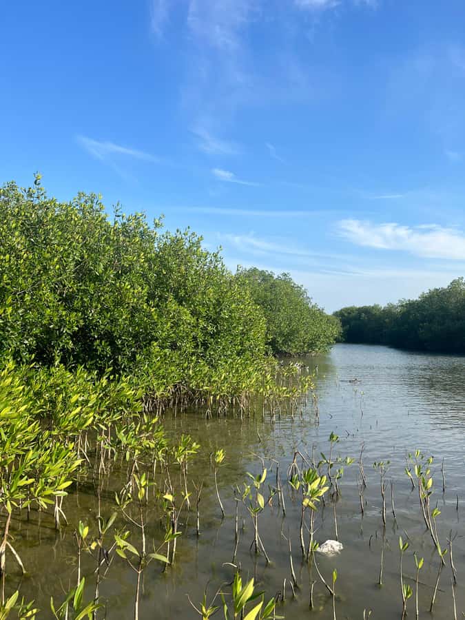 Cartagena: Mangrove Eco Tour & Fishing with Transportation - The Fisherman Island Entrance and the Culture Add-On