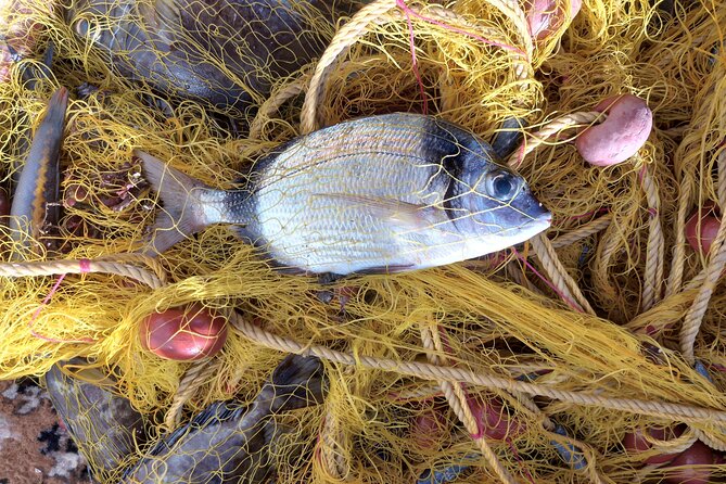 Chania Fishing with Nets Catch and Cook with a Local Fisherman - Photos and videos: keep the memory, not just the fish