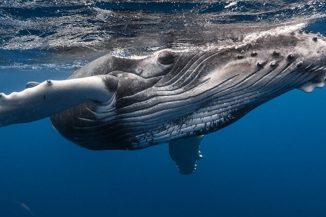 DEEP SEA FISHING 1/2 day (private group) - How the 4 hours usually feels: searching, repositioning, and landing moments