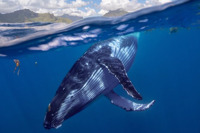 DEEP SEA FISHING 1/2 day (private group) - Price and value: $910.98 per private group up to 4