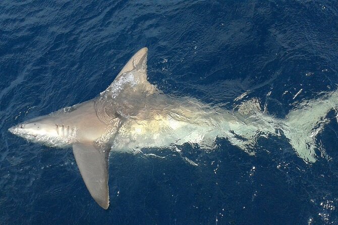 Deep sea fishing charters in Fort Lauderdale aboard 52' Hatteras - Should You Book Top Shot Sportfishing Charters?