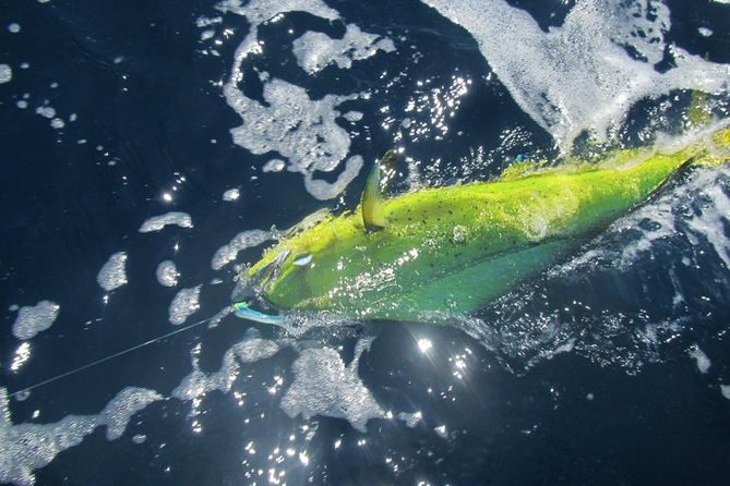 Deep Sea Fishing for 5 Hours from Cabo San Lucas - The Real Itinerary: How Your Time at Sea Likely Plays Out