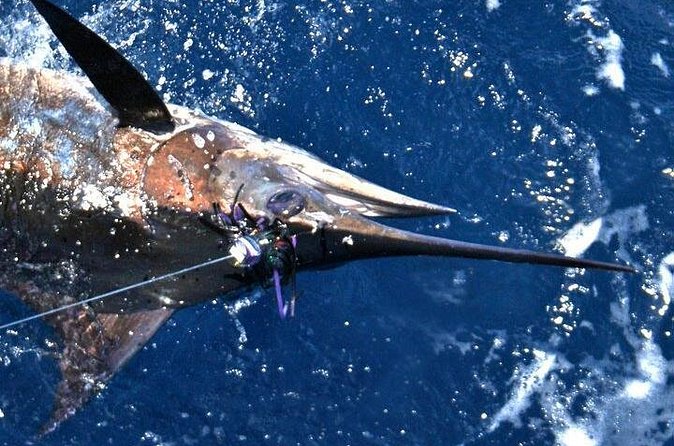 Deep Sea Fishing Private Boat Charter in San Juan - Practical Details That Matter On the Day