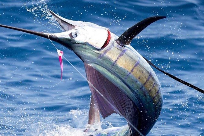 Deep Sea Fishing (Street Food and Beer Included) - Key things I’d watch for before you book
