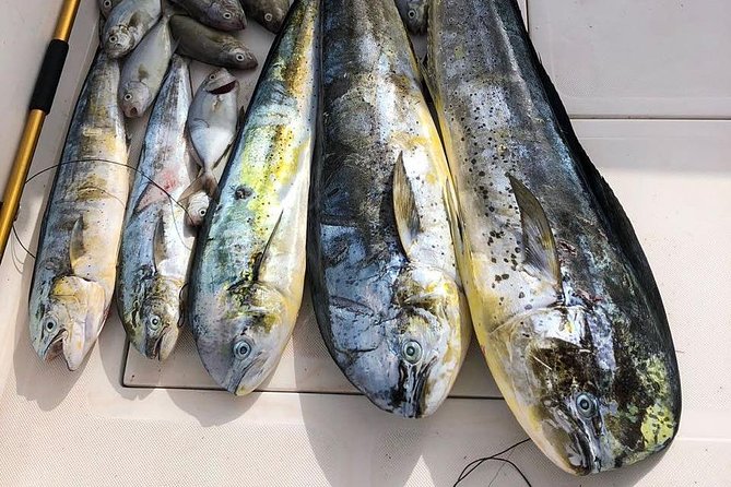 Deep Sea Fishing Tour - Drinks Between Casts: The Open Bar Factor