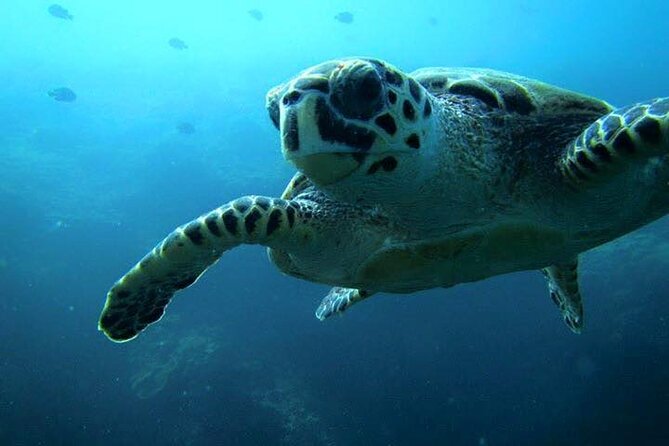 Discover Scuba Diving from a Fishing Village - The 2-hour flow: skills practice, gear fitting, then reef time