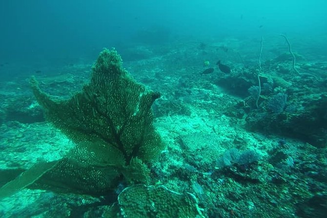 East Bali Spear Or Line Fishing Tour At Virgin Beach - The private boat experience: traditional fishing, modern comfort needs