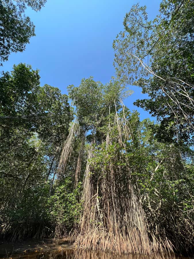 El Paredón: Mangrove Boat Tour with Optional Fishing - Your guide’s stories make the birds (and crabs) easier to spot