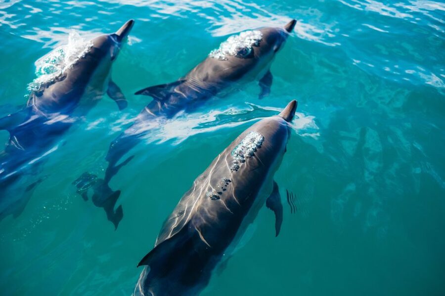 Estepona: Fishing Tour StartFisher 1060 - What to Bring: Small Prep Moves That Improve the Day