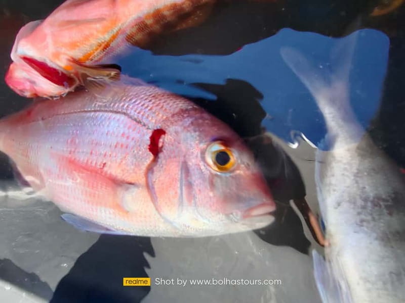 Explore Sesimbra: Private Sport Fishing All Inclusive Tour - Boat rules that keep the day smooth (and what to pack)