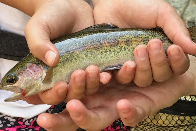 Family Fun Private Half Day Fly Fishing Adventure - Your Time Plan: A 4-Hour Yosemite River Session