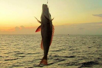 Fishing and Snorkelling by Speedboat Tour - Hurghada - Fishing Stops: Gear Provided and More Than One Spot