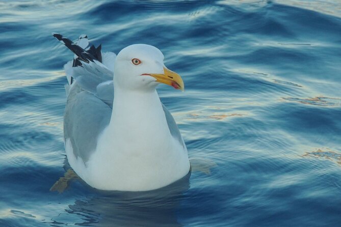 Fishing excursion in the Gulf of Noto for beginners - The Crew Matters: Friendly, Family-Friendly, and Built for Beginners