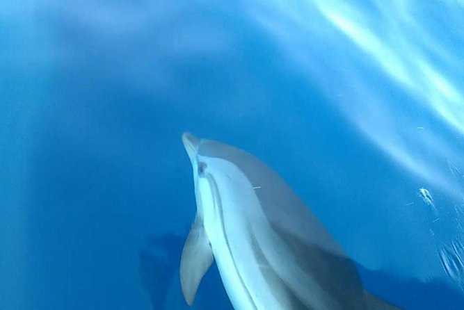 Fishing, Snorkelling & Dolphin Boat Tour - Snorkeling: when the day turns from hands-on to eyes-on