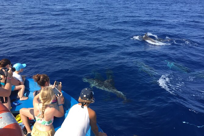 Fishing, Snorkelling & Dolphin Boat Tour - Who should book this tour in Calabria